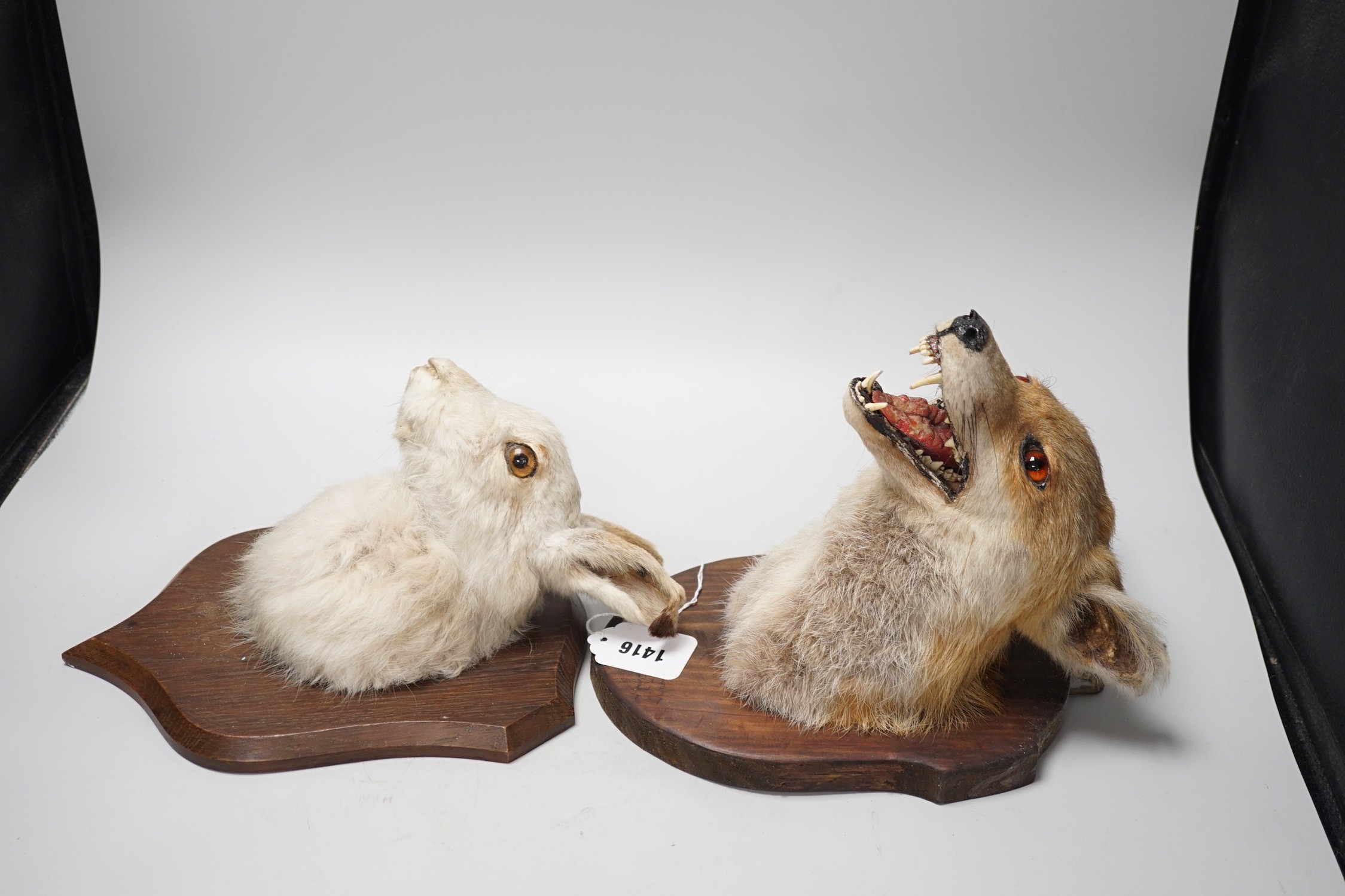 A taxidermy fox head and hare head on shields